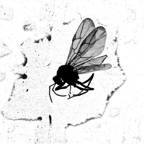 LucyFisher17's profile picture. arts postgrad, gallery assistant