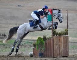 sarahjenkins87's profile picture. Event rider based in the south west hoping to make badminton-given it as a grassroots rider or 4*!!!