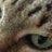 Bytchinskaya's profile image