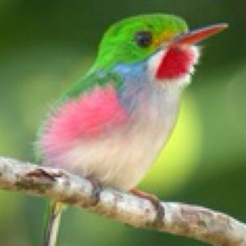 annabellekay's profile picture. Part analytical, part creative, part geek. Pro choice, freedom of speech, anti censorship 🖖🏼