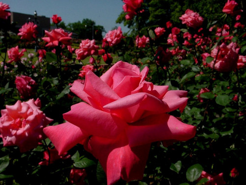 InTylerTX's profile picture. http://t.co/sn9OFIWa0X - Find local businesses, products and services in Tyler, Texas on our site at http://t.co/AWChP3V5eQ!