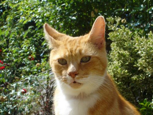 ginger cat from London