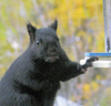 SquirrelSupreme's profile picture. Did someone say fresh birdseed?