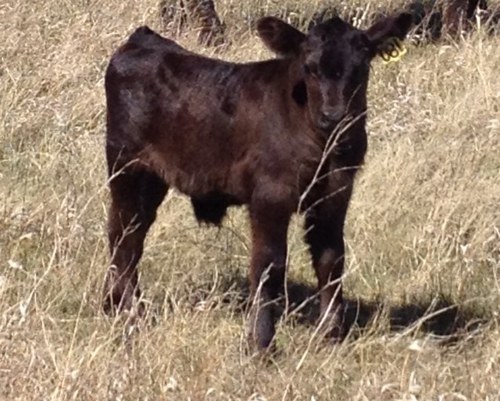 FlyingSRanch's profile picture. 