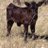 FlyingSRanch's profile image