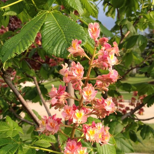 Basil421's profile picture. 