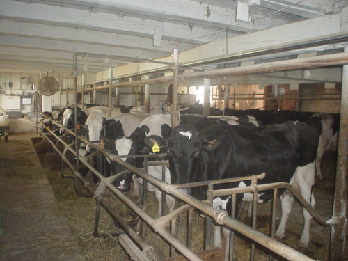 married to a dairy farmer for 40 years , 2 girls, 5 grandkids, love and make primitive crafts