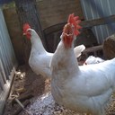 Laurie Hammer - @lhammer3 - Twitter