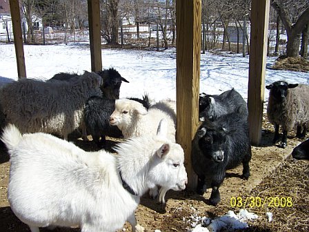 We specialize in the breeding of registered pygora goats & pygmy goats, & producing quality fleece for spinning.
http://t.co/ywehzrRtyB