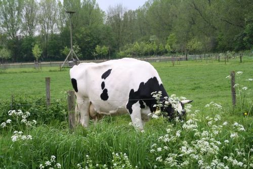 Informatieboerderij, veeteelt, verkoop verse melk, kinderactiviteiten, onderwijs, bedrijfsuitje, partijtje, schoolreisje, speeltuin. 
http://t.co/Ep2FrgEXbB