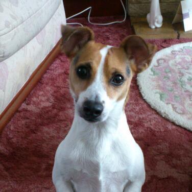 lennysfriend's profile picture. Love all animals, dogs, cats and all the rest!