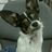 Chris N (@ckning) 's Twitter Profile