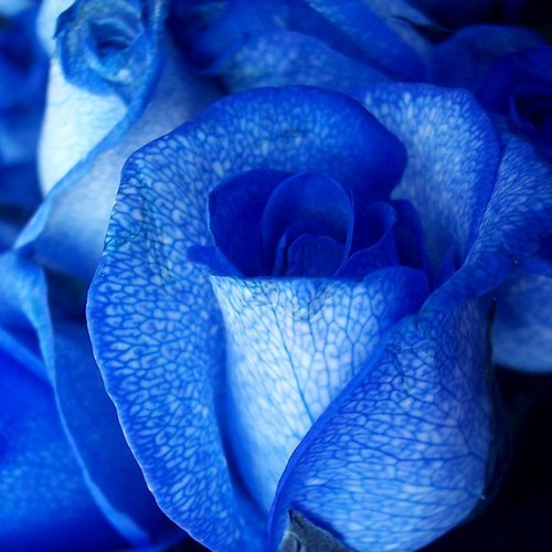 Malakiangel's profile picture. WB