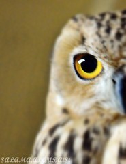 salamyalqubaisi's profile picture. Photography by me phrase from taking a deep breath and dive into the depths of the sea because the world of photography has a lot of secrets