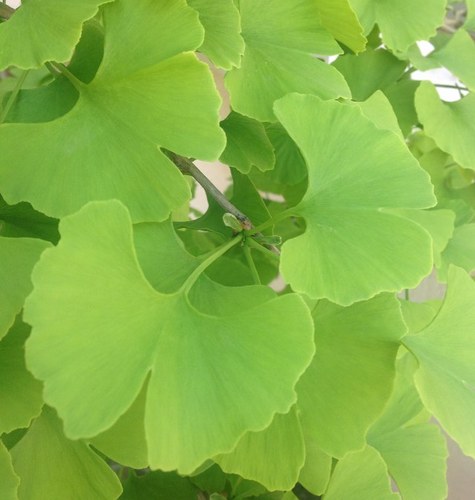 josefagirona's profile picture. 