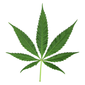 TreeBlee's profile picture. We are http://t.co/RIiaK1Ecch!  Come register at our site for the greatest stoner photo gallery!