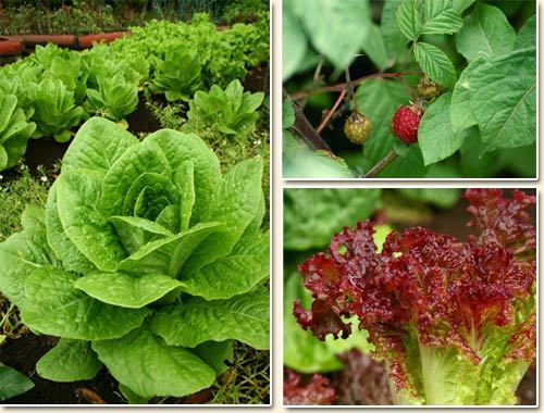 HuertoEco's profile picture. Agricultura, ganadería, ecologismo, sostenibilidad...