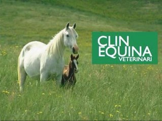 #veterinari medicina i reproducció equina https://t.co/p3XsakWpvX josep.trens@clinequina.com
