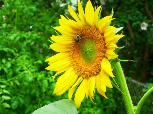 URBAN GARDENING is the sharing of tips, tricks, methods, and information in regards to gardening in the big city! We hope to encourage others to grow!