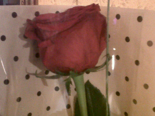 BotabhMR's profile picture. 