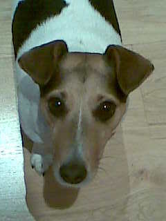 rubyjackrussell's profile picture. The most beautiful Jack Russell in the world and best pal of @buntingtonsmyth
