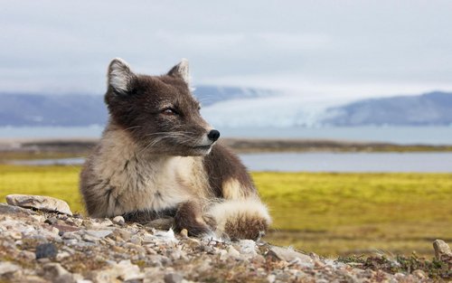 TimSoyk's profile picture. A  primate