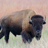 BISON (@devinaadn) 's Twitter Profile