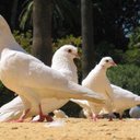 FRANCO PRADO FUENTES - @FRANCOPRADOFUEN - Twitter