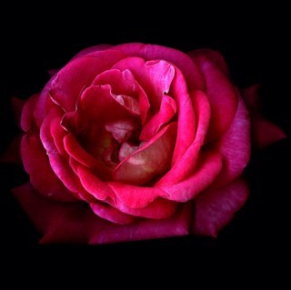 shayma_tayaran's profile picture. MSc Cybersecurity | مختبر أخلاقي | Security+ | CySA+ | eJPT | ❤️ web pentesting