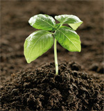 RizHum's profile picture. Empresa dedicada a la distribución y fabricación de sustratos, fertilizantes y productos naturales.