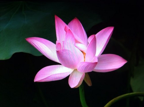 kikir66's profile picture. 생각한대로 이루어지리라.