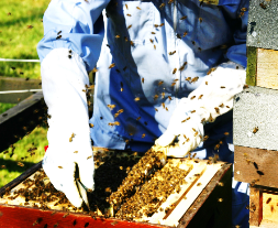 Donald_Tyson's profile picture. The Tyson family, who have made a life’s work in dairy farming, have turned to beekeeping – producing the quintessential, Cheshire package.