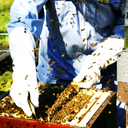MereBrook Beekeeping - @Donald_Tyson - Twitter