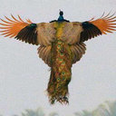 humaid abdalla ali (@001humaid) Twitter