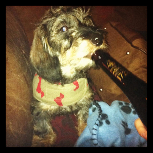 shitdogssay1's profile picture. It's all about the ball!