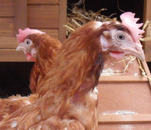 we are rescue hens seeking freedom. Hens on a mission.
