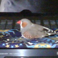 Edgar (@thesuperfinch) 's Twitter Profile