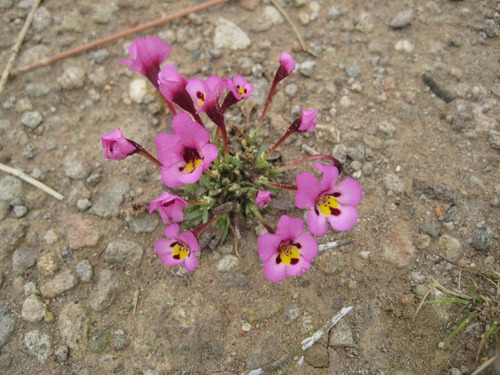 Assistant professor in plant evolutionary/population/community ecology at North Carolina State University (she/her)