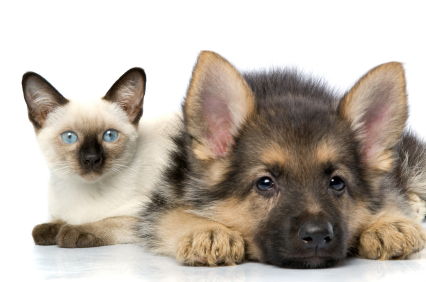 http://t.co/wgoLTSSiJ2 makes personalized pet accessories, license frames, military dog tags, etc. Located in Ephrata, WA State.