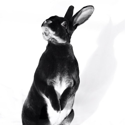 SplodgeAndLilo's profile picture. I, Lilo, (as in Lilo & Stitch) now run the account. Splodge & Stitch sadly OTRB but live on with pics & in our hearts. Nico has joined the family