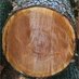 Ciocco di Legno (@cioccodilegno) Twitter profile photo Ciocco di Legno (@cioccodilegno) Twitter profile photo