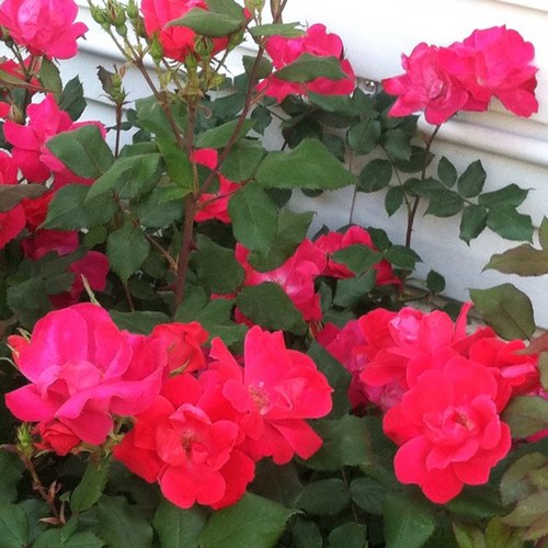 natamom's profile picture. 