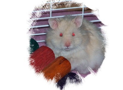 jshively's profile picture. I believe in conservation - ALL species/environs have a purpose on Earth. They're beautiful and need our help.  Pandas & Harbor Seals (Casa beach) forever.