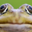 wayne phelan - @PhelanWayne - Twitter