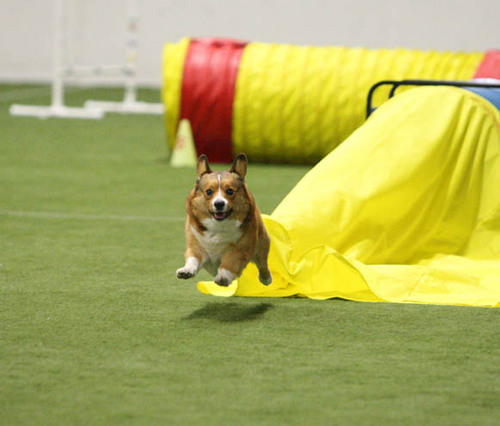 Agility addict and animal lover