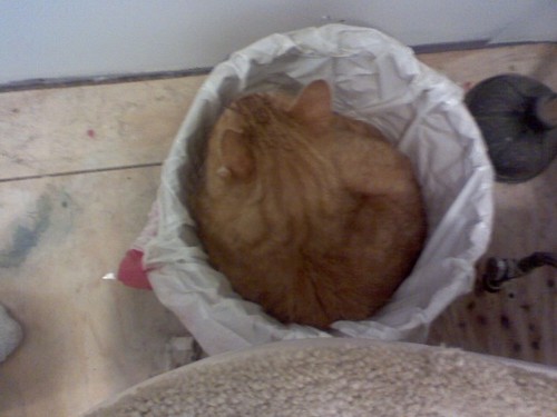 roguechico2's profile picture. firing people from Twotter was a bad idea. #Beliveandvotedem