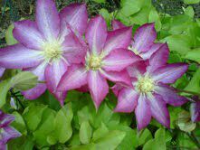 goddessgrown's profile picture. organic/sustainable farmer. Iroquois-Swede hybrid. 2 amazing kids. Birth, politics, food, justice/equality. I cuss and talk a lot of crunch.