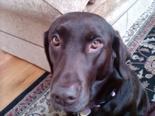 dmitch7483's profile picture. 