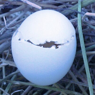 なにもできやしない Attaleaprinceps Twitter なにもできやしない Attaleaprinceps Twitter
