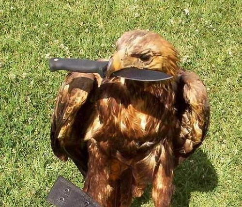 Just a bird. I got some bird friends. We got some knives. Some plans too...